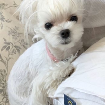 Hollywood Mobile Grooming - my soft Jojo - Pet Groomers Near Me