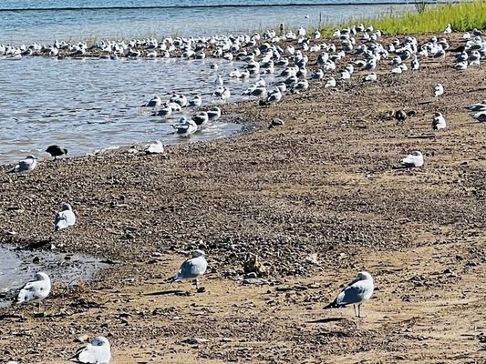 Lake Mead National Recreation Area by null