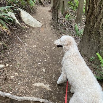 Heybrook County Park Trailhead - Perfect for four foot companions! - Hiking Near Me - Index, Washington