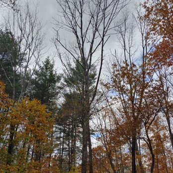 Oakleaf Landscaping & Tree Maintenance - Dead ash, potential hazard come winter. - Landscaping Near Me Oakleaf Landscaping & Tree Maintenance - Dead ash, potential hazard come winter. - Landscaping Near Me