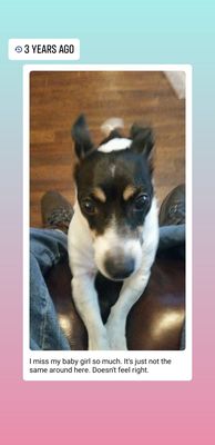 shelby street animal clinic