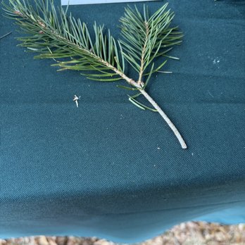 Bedrock Tree Farm - Christmas Trees Near Me - Wakefiefld, Rhode Island