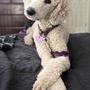 Photo of Bark In Style Dog Grooming