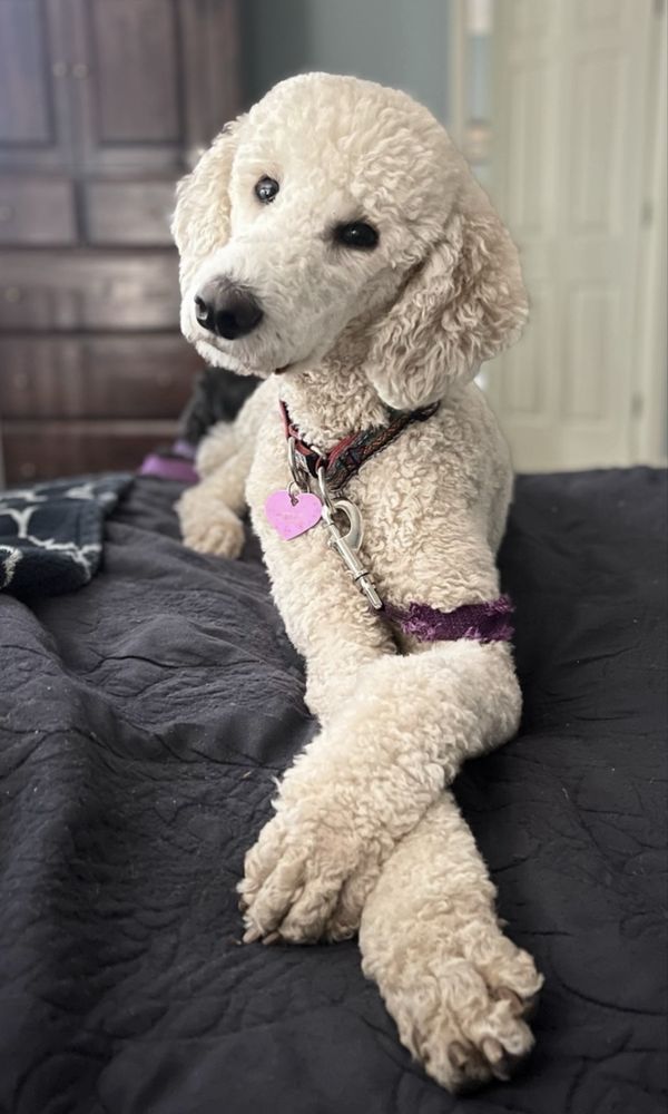 Bark In Style Dog Grooming Image
