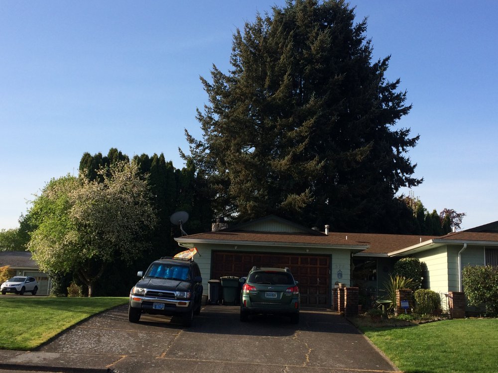 Tree Musketeers Tree Service - tree service in Salem, OR
