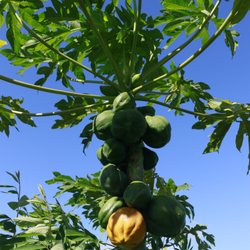 Maui Organic Farm Tours - Beautiful papaya tree, In fruit