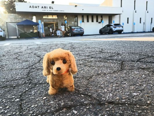 Grumpy Fox Coffee by null