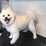 "By George" Dog Groomers