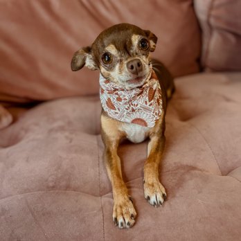 The Pretty Puppy - Pet Groomers Near Me - Ontario, California