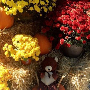 Photo of Heritage Farm and Garden - Muttontown, NY, United States. LB posing with the fall decor.