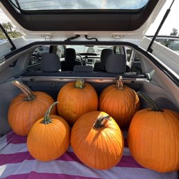 Large pumpkins $10-15 Large pumpkins $10-15