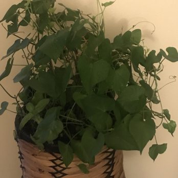Mi Lindo Michoacan - Plant - Mexican Near Me - Rialto, California Mi Lindo Michoacan - Plant - Mexican Near Me - Rialto, California