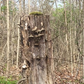 Turkey Run Park - Amazing little finds on the trails - Parks Near Me - Louisville, Kentucky