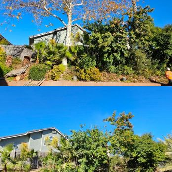 Joel's Tree Service - Before and After Sycamore tree and Palm tree Removal. Rancho Peñasquitos area. - Tree Services Near Me Joel's Tree Service - Before and After Sycamore tree and Palm tree Removal. Rancho Peñasquitos area. - Tree Services Near Me