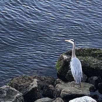 Morro Bay Rock - Elegant bird at the Rock. - Beaches Near Me - Morro Bay, California Morro Bay Rock - Elegant bird at the Rock. - Beaches Near Me - Morro Bay, California