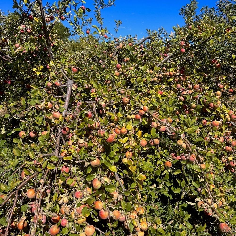 Apples