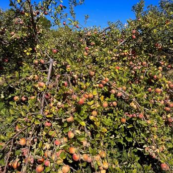Apple Starr Orchards - CLOSED - Apples - Pick Your Own Farms Near Me - Julian, California Apple Starr Orchards - CLOSED - Apples - Pick Your Own Farms Near Me - Julian, California