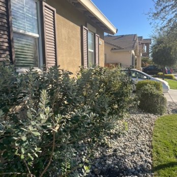 The Perez Landscaping - The after of removing the dead bushes and trimming it. A lot of these were touching the house, he fixed that :) - Landscaping Near Me - Vacaville, California The Perez Landscaping - The after of removing the dead bushes and trimming it. A lot of these were touching the house, he fixed that :) - Landscaping Near Me - Vacaville, California