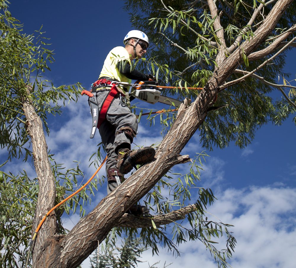 Tree Removal Service Birmingham - tree service in Birmingham, AL