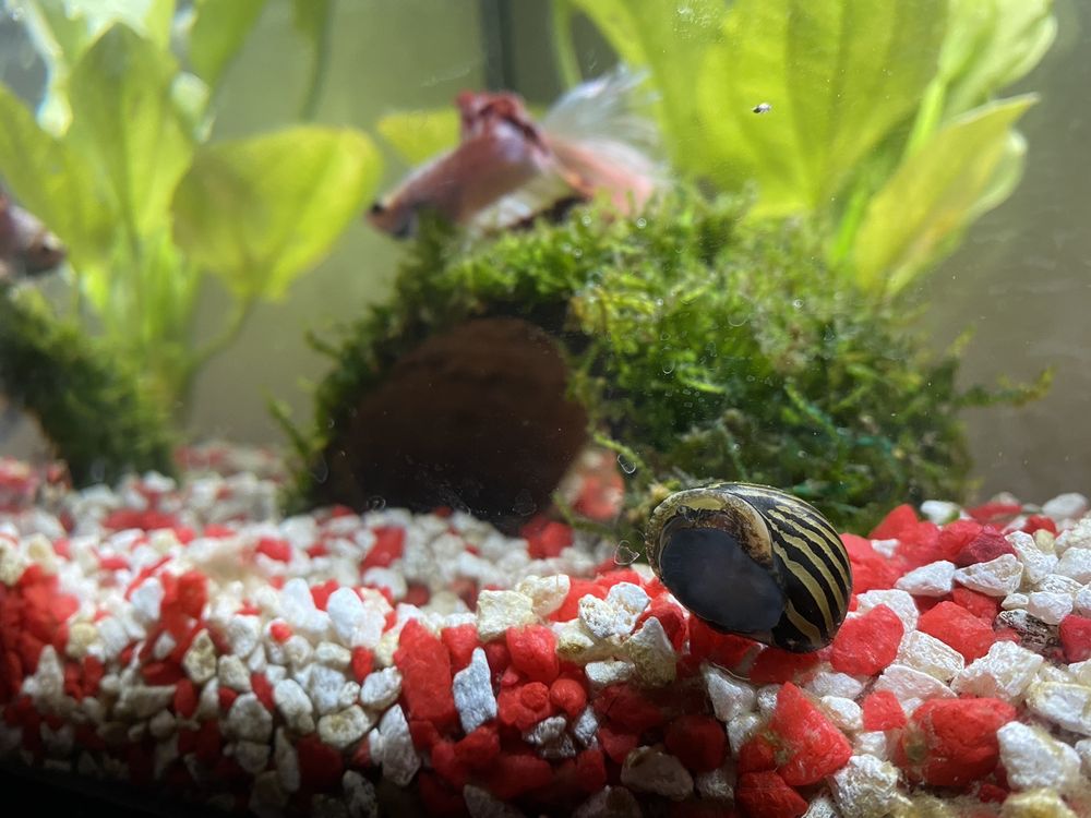 AQUARIUM & REPTILE DEPOT - 210 Photos & 306 Reviews - 8201 Auburn Blvd