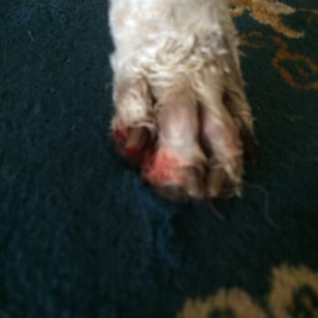 Dazzle Dog Grooming Spa - awful!!!! my poor baby! I hate that I PAID for someone to do this to her!!! - Pet Groomers Near Me - Tulsa, Oklahoma