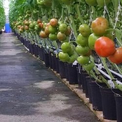 Les Serres Vaudreuil - Tomatoes production.