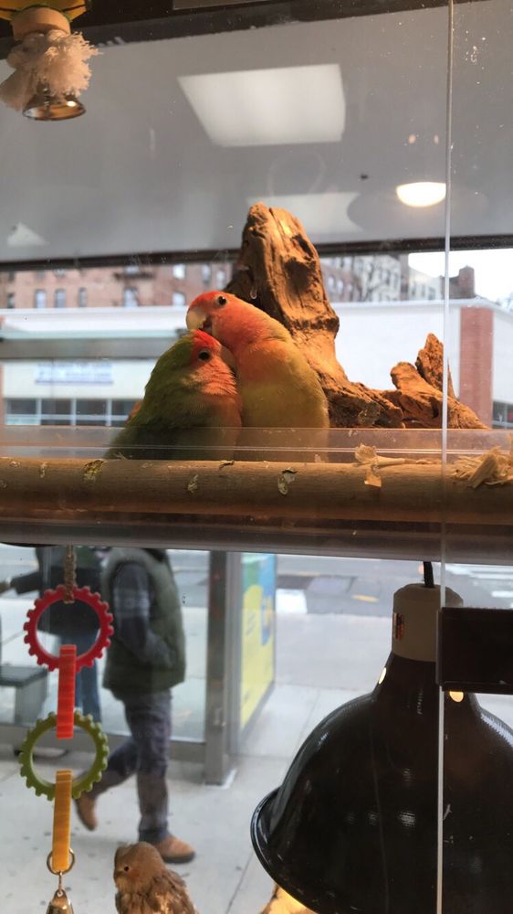 TROPICAL PETS 14 Reviews Pet Stores 308 E 204th St, Bronx, NY