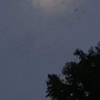 Capital Cruises - Bats along the tree line under a full moon with clouds. - Boat Charters Near Me - Austin, Texas Capital Cruises - Bats along the tree line under a full moon with clouds. - Boat Charters Near Me - Austin, Texas