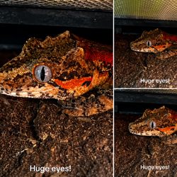 Everything Pets - Gargoyle!!