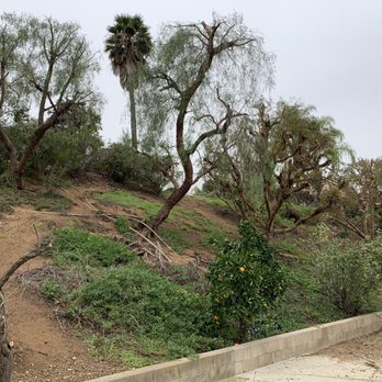Joe's Tree Care - 2 pepper trees on my slope shaped and laced perfectly - Tree Services Near Me Joe's Tree Care - 2 pepper trees on my slope shaped and laced perfectly - Tree Services Near Me