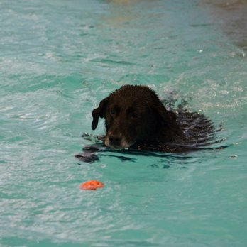The Feed Bag Pet Supply - Swim class for Luke. - Pet Stores Near Me - Mequon, Wisconsin The Feed Bag Pet Supply - Swim class for Luke. - Pet Stores Near Me - Mequon, Wisconsin