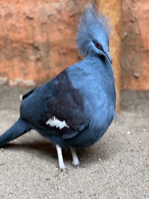 Bird Kingdom by null