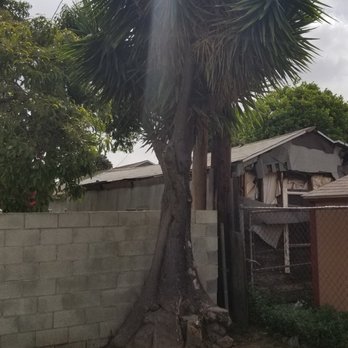 Discount Tree Care Arborist - TREE 1 BFORE - Tree Services Near Me - Long Beach, California