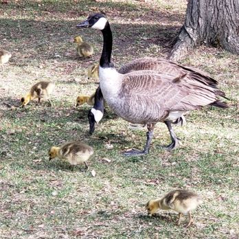 Bar Willow Eatery - a goose and her goslings - Tapas/Small Plates Near Me - Regina, Saskatchewan Bar Willow Eatery - a goose and her goslings - Tapas/Small Plates Near Me - Regina, Saskatchewan