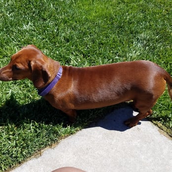 Oakdale Dog Park - 9 out of 10 dachshunds love it here! - Dog Parks Near Me - Oakdale, California Oakdale Dog Park - 9 out of 10 dachshunds love it here! - Dog Parks Near Me - Oakdale, California