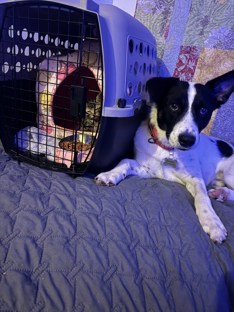 Mia's Pet Care Service - pet boarding facility in Middlesex, NY
