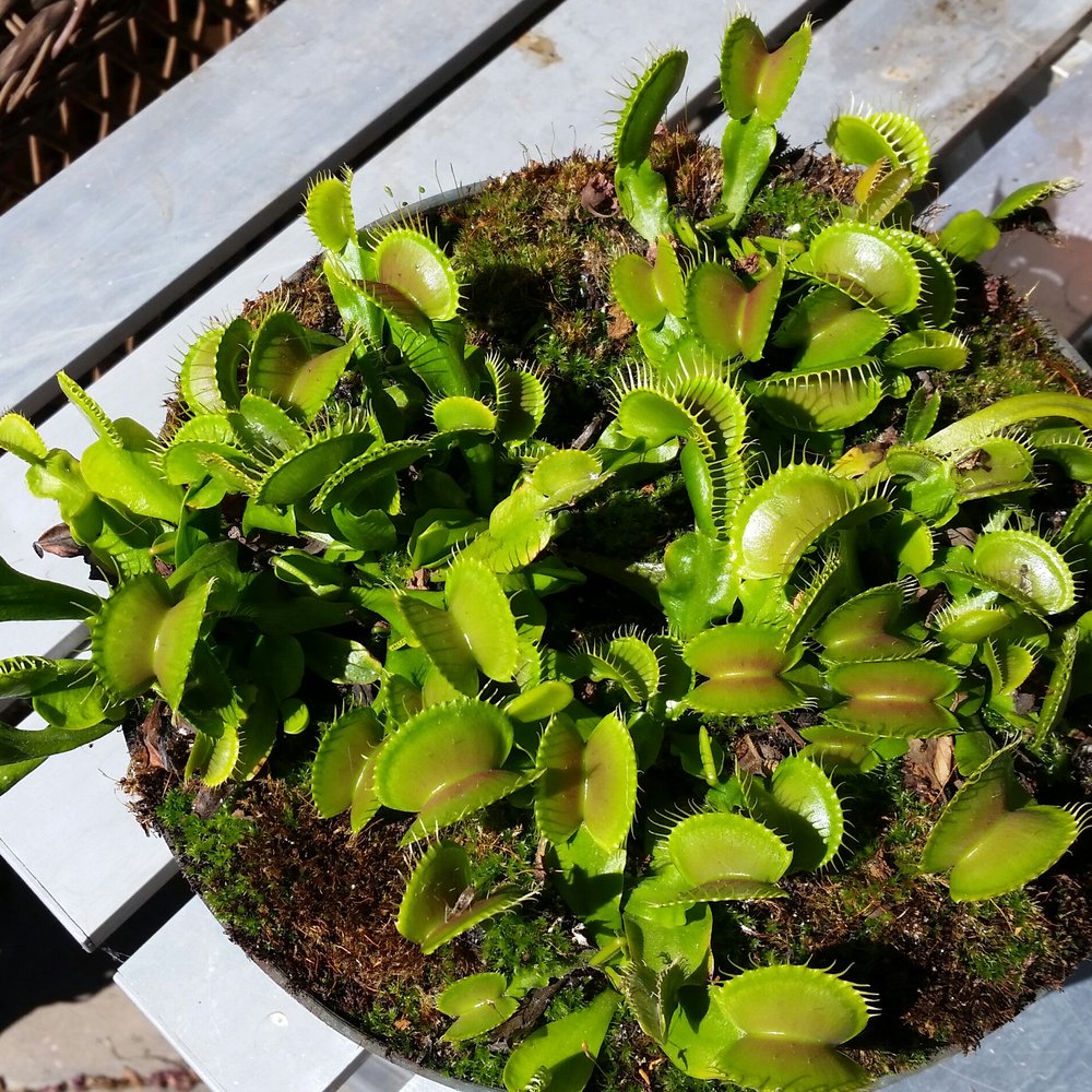 California Carnivores - My B-52's - Nurseries & Gardening Near Me - Sebastopol, California California Carnivores - My B-52's - Nurseries & Gardening Near Me - Sebastopol, California