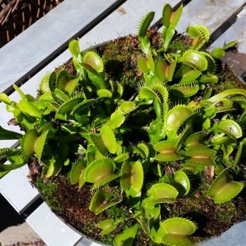 California Carnivores - My B-52's - Nurseries & Gardening Near Me - Sebastopol, California