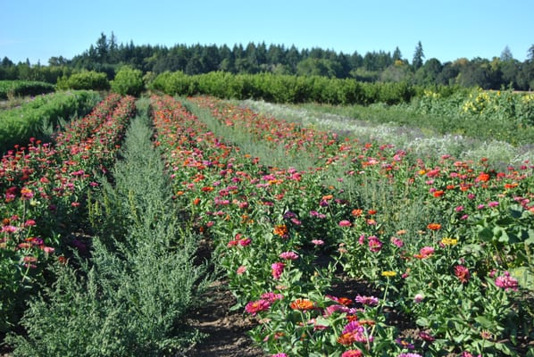 Peoria Road Farm Market by null