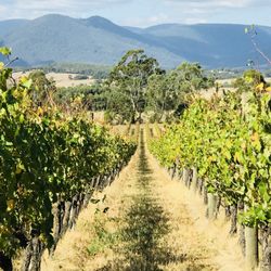 Hit the Road Tours - Yarra Valley Wineries
