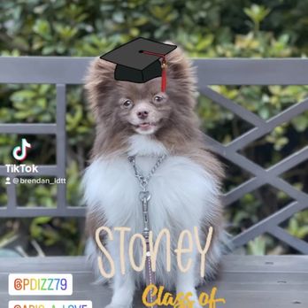 Lead & Thrive Dog Training - Pet Training Near Me