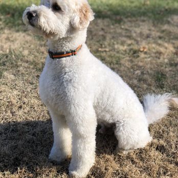 Wags & Whiskers - Pet Groomers Near Me - Chappaqua, New York Wags & Whiskers - Pet Groomers Near Me - Chappaqua, New York