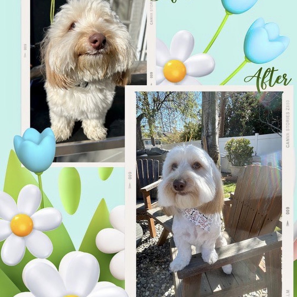 Mila’s Grooming - Before and after spring cut - Pet Services Near Me Mila’s Grooming - Before and after spring cut - Pet Services Near Me