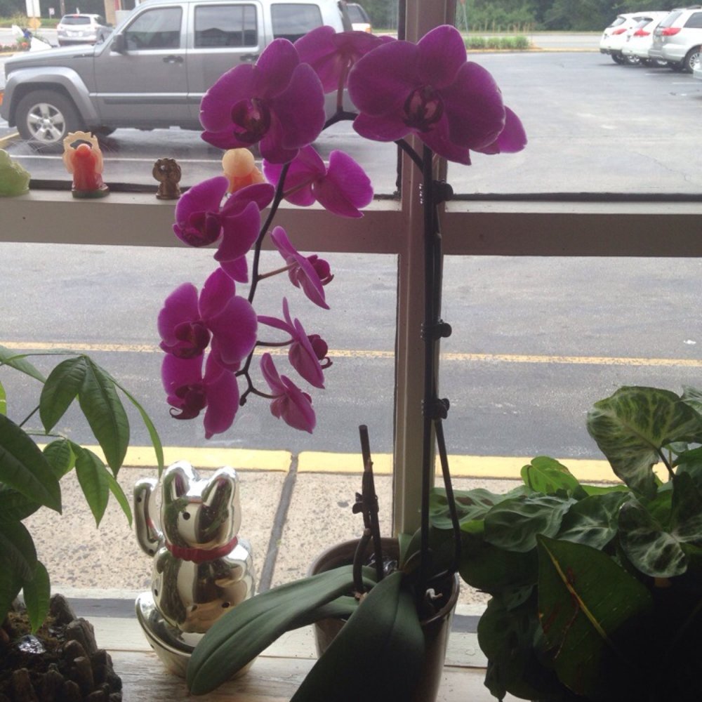 Heng's Thai Cuisine - Love their Orchids - Thai Near Me - Springfield, Pennsylvania