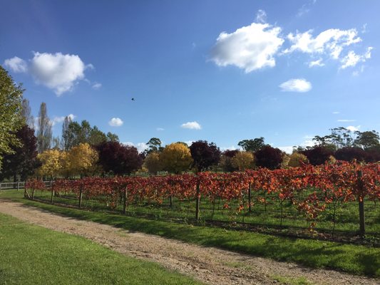 Centennial Vineyards by null