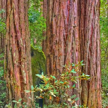 Nelson's Tree Service - Redwoods - Tree Services Near Me Nelson's Tree Service - Redwoods - Tree Services Near Me
