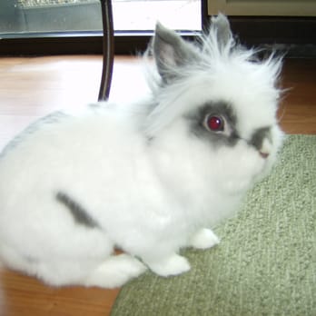 Divine's Pet Care - Divine's Pet Care, LLC - Pet Groomers Near Me - Dulles, Virginia Divine's Pet Care - Divine's Pet Care, LLC - Pet Groomers Near Me - Dulles, Virginia