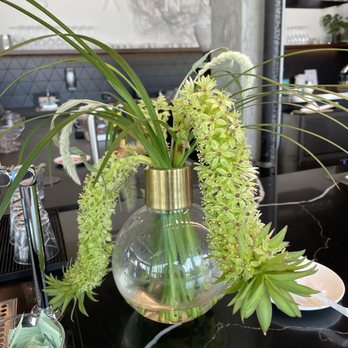 Santo Coffee - Beautiful plant - Coffee & Tea Near Me - Seattle, Washington