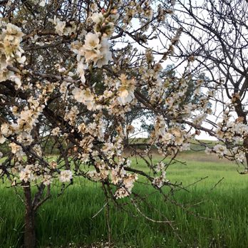 Lime Ridge Open Space - Concord - Hiking Near Me - Concord, California