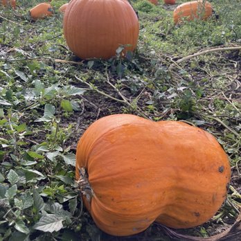 Craven Farm - Pumpkins - Venues & Event Spaces Near Me - Snohomish, Washington Craven Farm - Pumpkins - Venues & Event Spaces Near Me - Snohomish, Washington